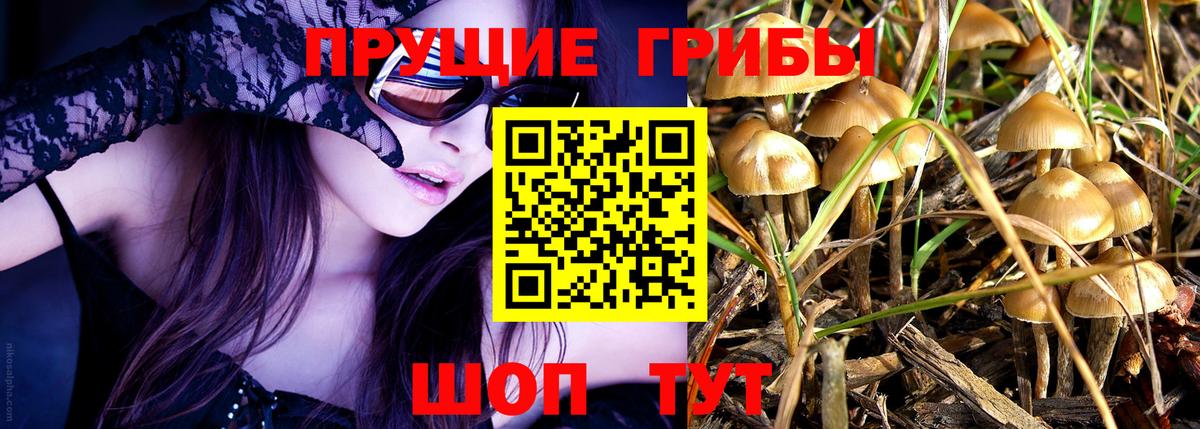 Галлюциногенные грибы Psilocybe Бийск